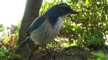 Srub Jay In Tree, Flies Away, Possibly Crane Shot