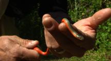 Person Handles Snake With Red Belly, Possibly Pacific Ring-necked Snake