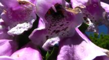 Bee In Foxglove Flowers
