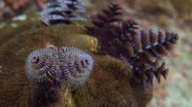 Christmas Tree Worms On Great Star Coral