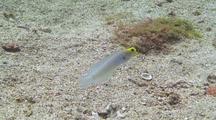 Yellowhead Jaw Fish Feeding Over Sand