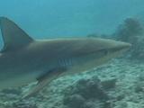Gray Reef Shark Swimming Over Sand