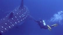 Whale Shark With Diver