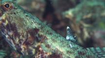 Reef Lizardfish Getting Cleaned By Shrimp