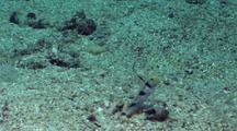Black-Rayed Shrimpgoby With Shrimp