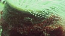 Crab On Cerianthid Tube Anemone