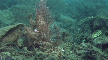 Lacey Scorpionfish Traveling Toward Camera
