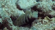 Spotted Shrimpgoby 