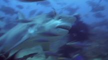 Bull Shark Takes Tuna Head Bait From Sandy Bottom
