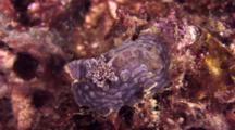 Frilly Nudibranch