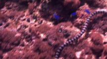 Banded Sea Krait Hunts Through The Reef