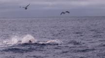 White Shark Predation South East Farallon Island 