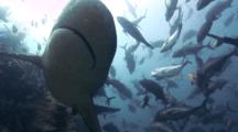 Bull Shark Fiji Close Pass