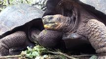 Galapagos Tortoise Stock Footage
