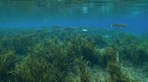 Striped Mullet Underwater Over Sea Grass