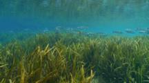Striped Mullet Underwater Over Sea Grass, Reflective Water, Swim Towards School