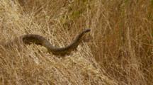Northern Pacific Rattlesnake, Slithers Across Dry Grass, Adult Snake