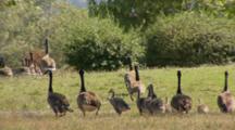 Canada Geese, Adults With Fledglings Walk Away Towards Pond