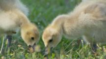 Canada Geese, Goslings Feeding On Grass Close To Parent
