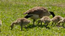 Canada Geese, Fledglings Feeding Next To Parent