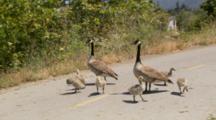 Adult Canada Geese, Fledglings Standing In Road