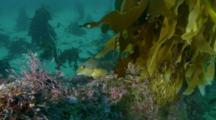 Kelp Greenling Rests On Bottom, Swims Away To Rocks, Kelp
