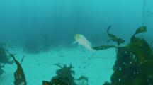 Kelp Rockfish, Hovers Vertical Near Strands Of Kelp, Down Towards Sand