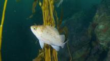 Kelp Rockfish, Hovers Vertical Near Strands Of Kelp