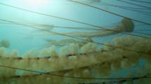 Pacific Sea Nettle Near Surface, Clear Green Water, Tentacles Cross Lens, Jellies In Background