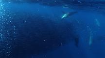 Dolphins Herd Baitball Of Anchovy