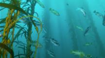 Reveal Blue Rockfish And Olive Rockfish Along Kelp, Camera Pans Upward