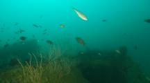 Cargo Hold, Vermilion Rockfish Swims Upward