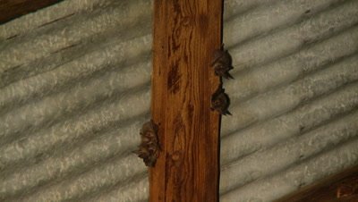 Bats,Townsend's big-eared bats hanging unsidedown,4 animals