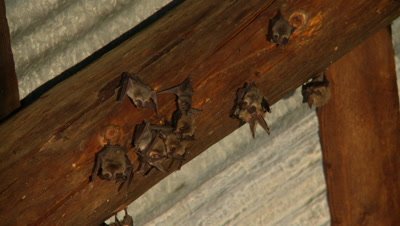 Bats,Townsend's big-eared bats hanging unsidedown of roof beams,one lands,looks around,joins group