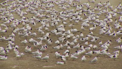 Elegant tern flock,preening,flying,landing