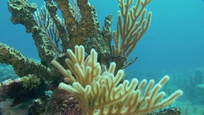 Sponges,green finger sponge,soft corals,sea fans,beautiful underwater scenic