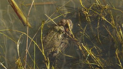 California toad, mating, move left and right