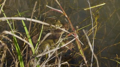 California toads, mating, two pair, stationary