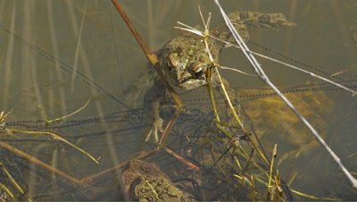 California toad, mating season, toad swims away by eggs