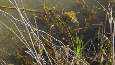 California toads mating, single males charge in