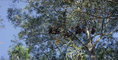 Monarch butterflies in clusters between eucalyptus trees