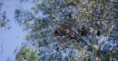 Monarch butterflies, thousands flying, landing in tight clusters