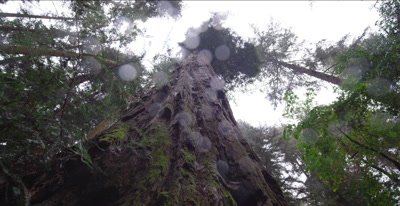 Redwood tree, old growth trees, falling rain