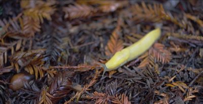 Banana slug, prey of California giant salamander 