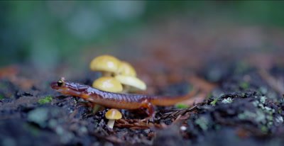 Yellow-eyed ensatina salamander walking by mushrooms