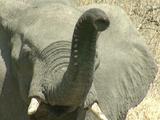 Elephant Nose, Curious, Sniffing