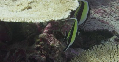 Butterfly fish swimming under bleached coral table tops