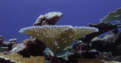 Crane up to above a bleached table top coral