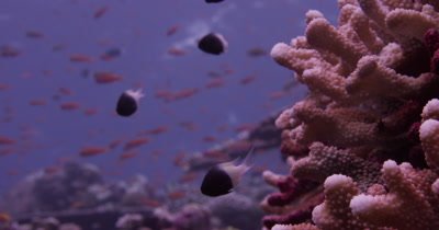 Close up of Damselfish in reef.