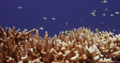 Wide of Damselfish swimming over coral.